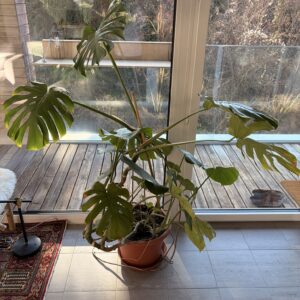 Plante Monstera